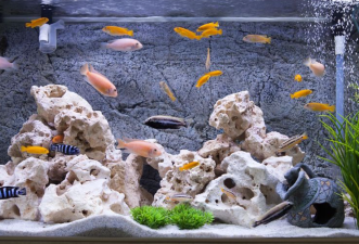 Do Fish Make Great Pets for Busy People?